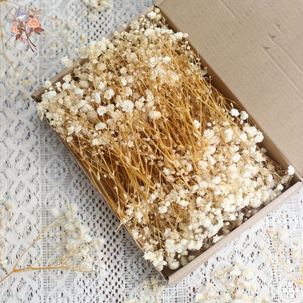 100pcs Mini Dried Baby's Breat - Craft Embellishments avis et prix
