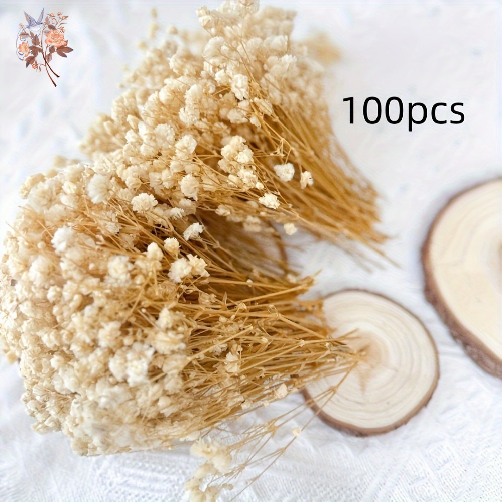 100pcs Mini Dried Baby's Breat - Craft Embellishments avis et prix